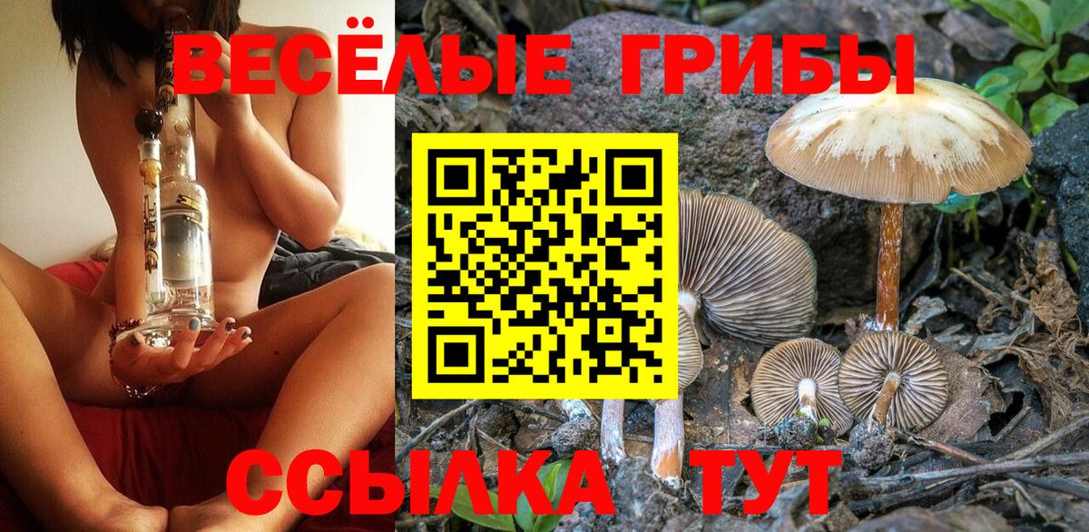 Унеча  Псилоцибиновые грибы Cubensis  Псилоцибиновые грибы прущие грибы  Вход с VPN 
